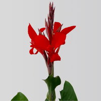Canna 'Kreta, rot, Topf-Ø 17 cm, 2 Pflanzen Canna 'Kreta, rot, Topf-Ø 17 cm, 2 Pflanzen