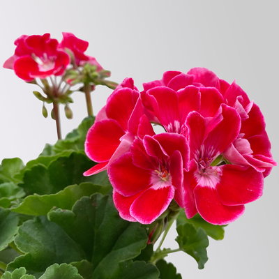 Grabbepflanzung Sommer rot-weiß-blau, 12 Pflanzen