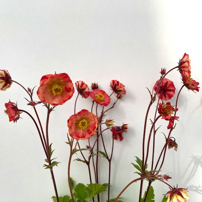 Bio Nelkenwurz 'Flame of Passion', hellrot, Topf-Ø 12 cm, 3 Pflanzen Bio Nelkenwurz 'Flame of Passion', hellrot, Topf-Ø 12 cm, 3 Pflanzen