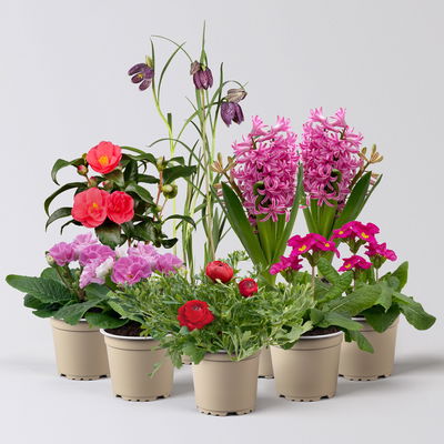 Pflanzenkreation Frühlingskuss, 9 Pflanzen