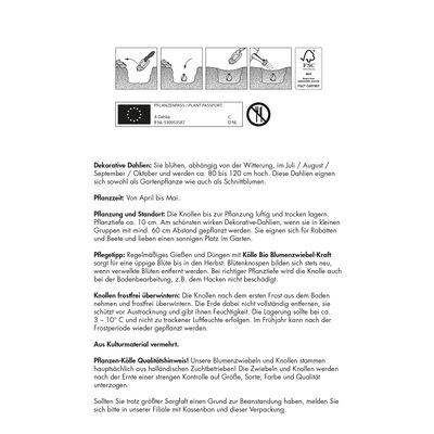 Dahlie 'Hawaii', pink, 1 Blumenknolle Dahlie 'Hawaii', pink, 1 Blumenknolle