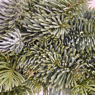 Adventskranz, Nobilistanne, halbrund gebunden, ca. 40 cm Ø Adventskranz, Nobilistanne, halbrund gebunden, ca. 40 cm Ø