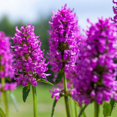 Bio Ziest 'Hummelo' dunkelrosa, Topf 11x11 cm, 3 Pflanzen Bio Ziest 'Hummelo' dunkelrosa, Topf 11x11 cm, 3 Pflanzen