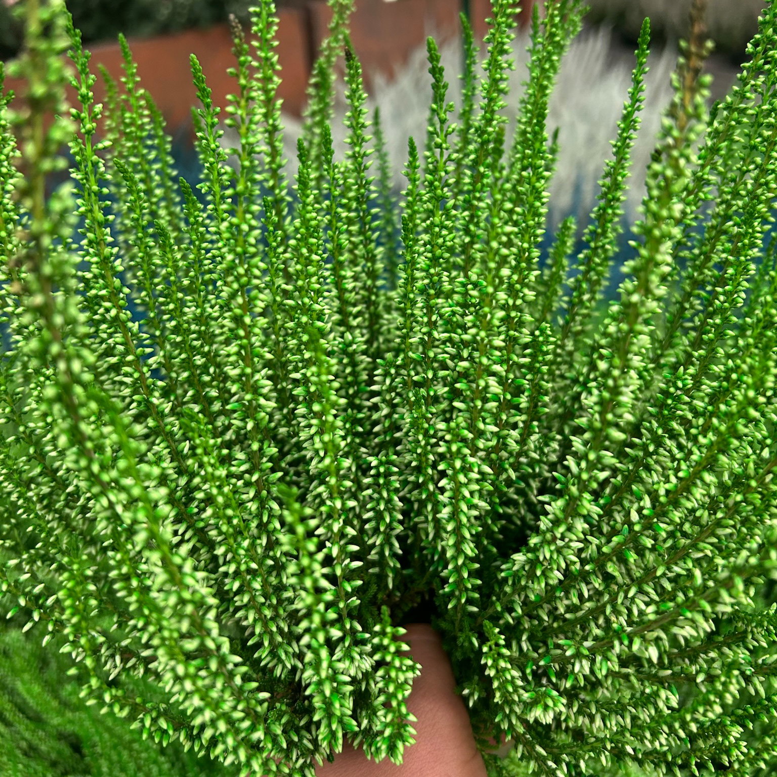 Knospenheide 'Picasso' gefärbt, Farben zufällig, Topf-Ø 12 cm, 6 Pflanzen Knospenheide 'Picasso' gefärbt, Farben zufällig, Topf-Ø 12 cm, 6 Pflanzen