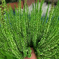 Knospenheide 'Picasso' gefärbt, Farben zufällig, Topf-Ø 12 cm, 6 Pflanzen Knospenheide 'Picasso' gefärbt, Farben zufällig, Topf-Ø 12 cm, 6 Pflanzen