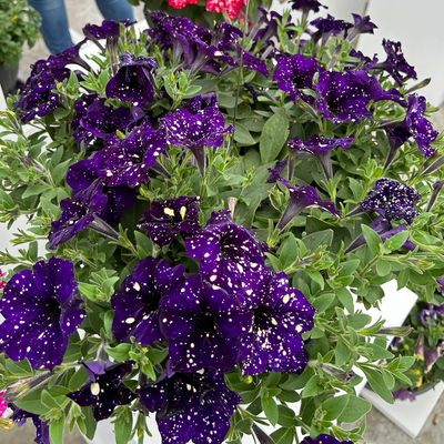 Petunie 'Midnight Sky' lila-weiß, hängend, Topf-Ø 13 cm, 6 Pflanzen