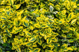 Spindelstrauch  Spindelstrauch