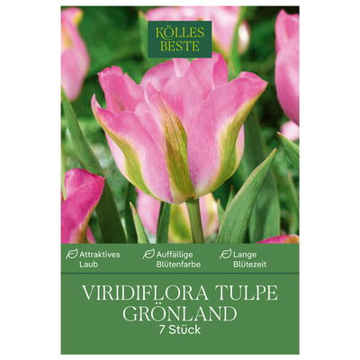 Viridiflora Tulpen Grönland rosa/grün, 7 Blumenzwiebeln