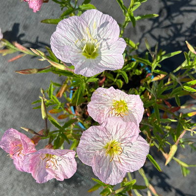 Bio Nachtkerze 'Siskiyou Pink' rosa, Topf 11x11 cm, 3 Pflanzen Bio Nachtkerze 'Siskiyou Pink' rosa, Topf 11x11 cm, 3 Pflanzen