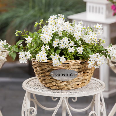 Sommerjasmin weiß, Topf-Ø 12/13 cm, 6er-Set