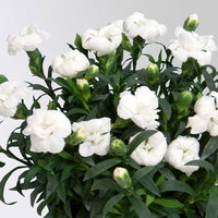 Dianthus 'Oscar®', weiß, Topf-Ø 13 cm, 6 Pflanzen
