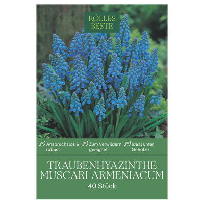 XXL Muscari Armeniacum (Traubenhyazinthe) dunkelblau, 40 Blumenzwiebeln XXL Muscari Armeniacum (Traubenhyazinthe) dunkelblau, 40 Blumenzwiebeln