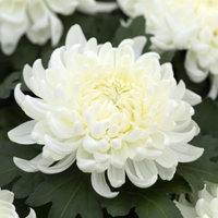 Chrysantheme 'Cosmo', weiß, großblumig, Topf-Ø 12 cm, 3 Pflanzen