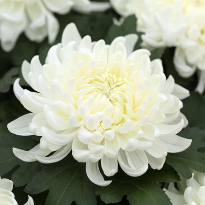 Chrysantheme 'Cosmo', weiß, großblumig, Topf-Ø 12 cm, 3 Pflanzen