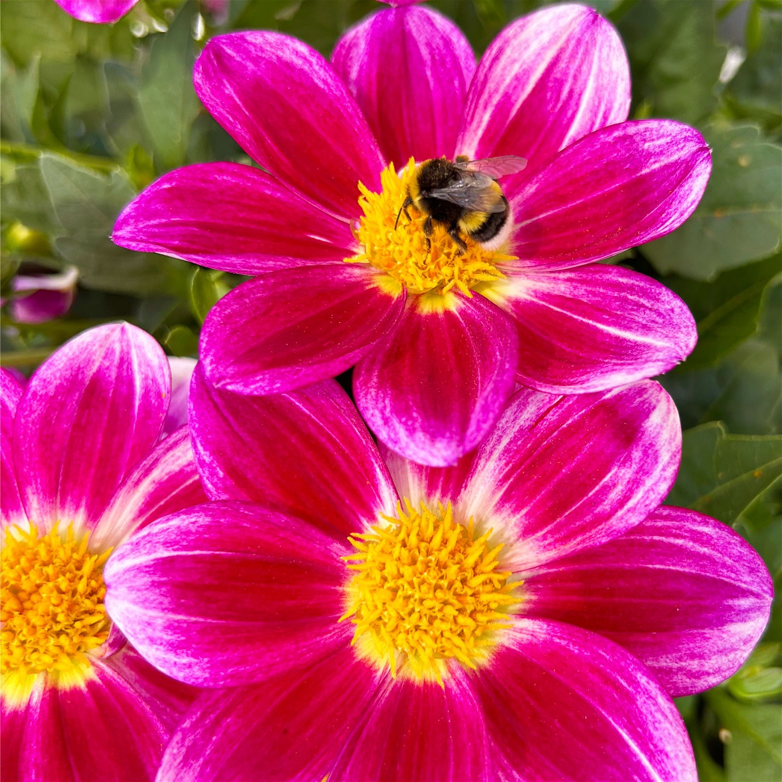 Dahlie 'Summer Bees Purple Bicolor' pink, Topf-Ø 21 cm