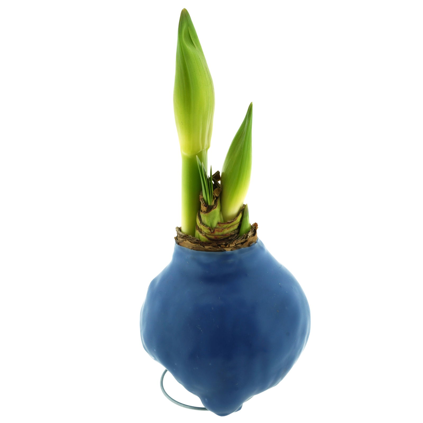 Gewachste XL-Amaryllis- Zwiebel, weiße Blüte, Dekor 'Basic Midnight Blue'