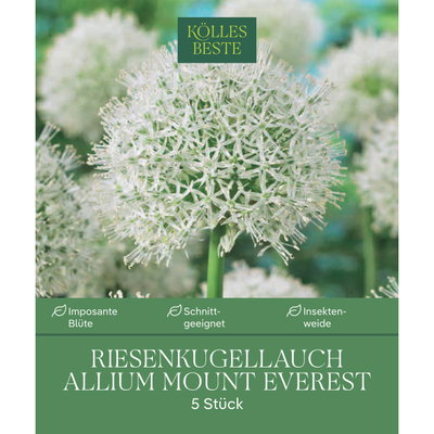 Kölles Beste XXL Allium 'Mount Everest' weiß, 5 Blumenzwiebeln Kölles Beste XXL Allium 'Mount Everest' weiß, 5 Blumenzwiebeln