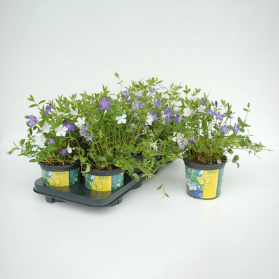 Vinca minor Bavaria® (Immergrün-Duo blau/weiß), 6er-Set, Topf 13 cm Ø