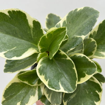 Peperomia obtusifolia 'Variegata', Topf-Ø 12 cm, 2 Pflanzen