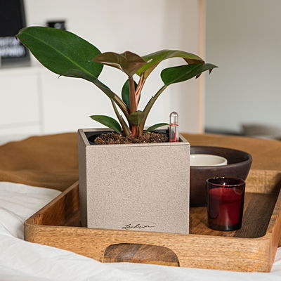 Lechuza 'Canto Stone 14', sandbeige, ca. 14 x 14 x H 13,5 cm