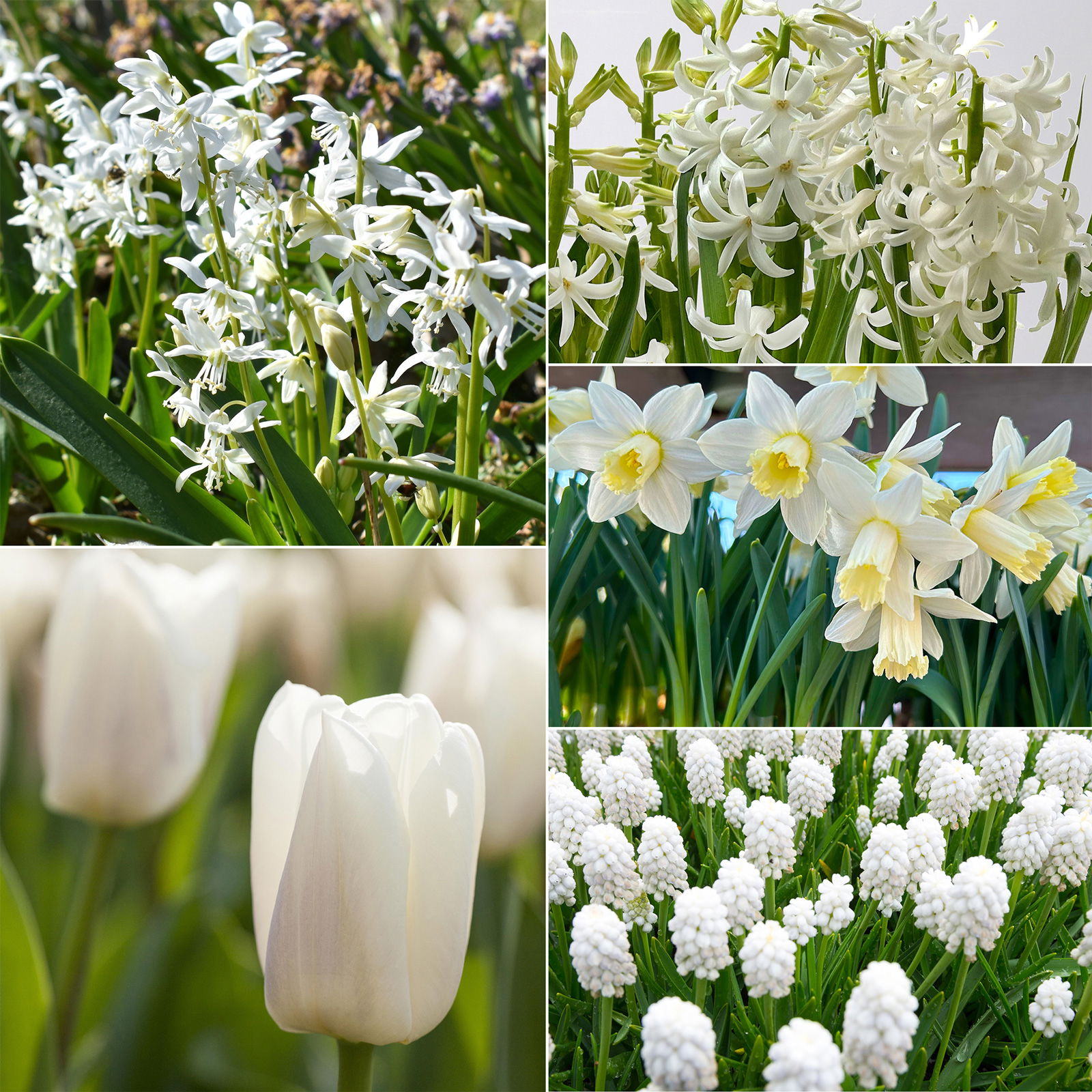 Zwiebelpflanzen-Set Eisprinzessin, weiß, 9 Pflanzen