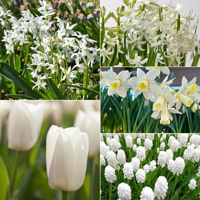 Zwiebelpflanzen-Set Eisprinzessin, weiß, 9 Pflanzen