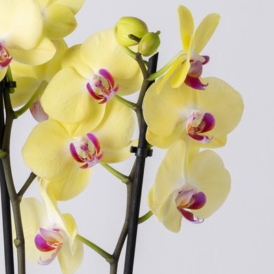 Schmetterlingsorchidee 'Miraflor', gelb, 2 Rispen, Topf-Ø 12 cm, Höhe ca. 60 cm Schmetterlingsorchidee 'Miraflor', gelb, 2 Rispen, Topf-Ø 12 cm, Höhe ca. 60 cm