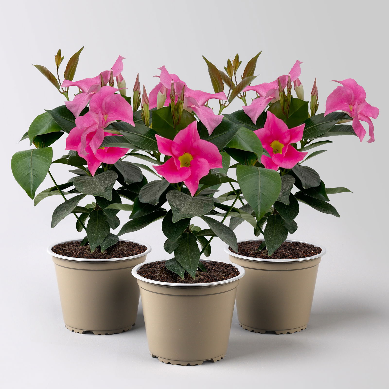 rankenlose Dipladenie 'Qdeville®', rosa, Busch, Topf-Ø 12 cm, 3 Pflanzen