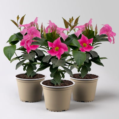 Dipladenie 'Qdeville®', rosa, buschartig, Topf-Ø 12 cm, 3 Pflanzen