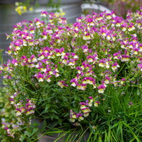 Pflanzenkreation 'Duft', 12 Pflanzen inkl. Erde und Dünger