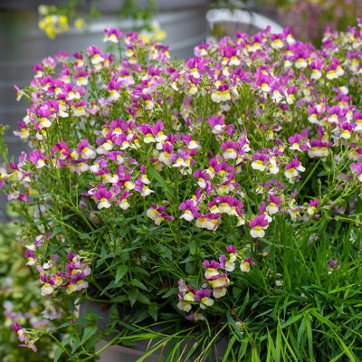 Pflanzenkreation 'Duft', 12 Pflanzen inkl. Erde und Dünger