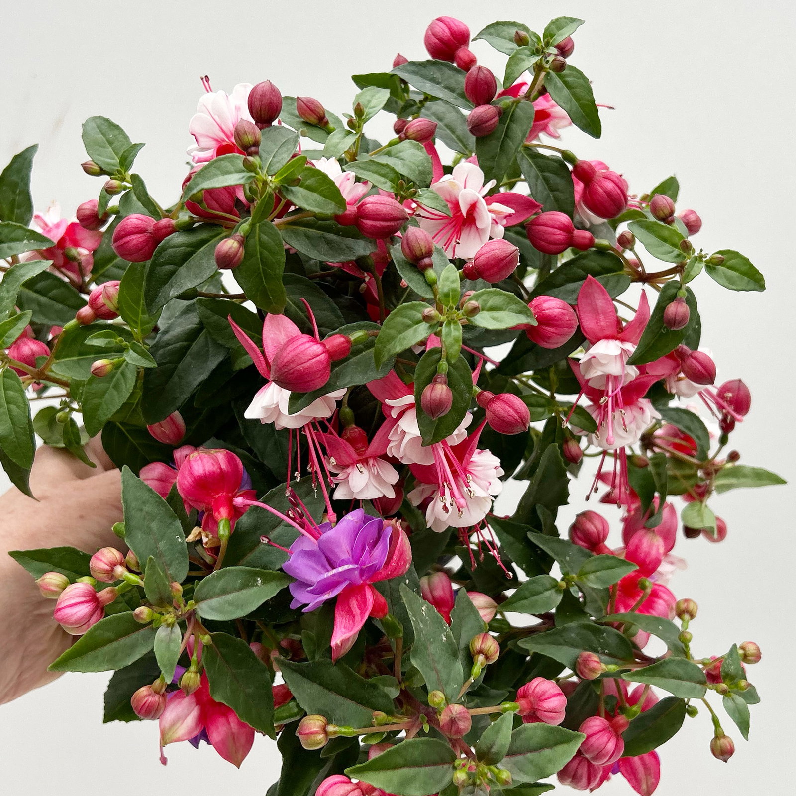 Fuchsien-Duo, bunt, Busch, Topf-Ø 14 cm, 4 Pflanzen