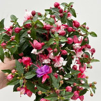 Fuchsien-Duo, bunt, Busch, Topf-Ø 14 cm, 4 Pflanzen