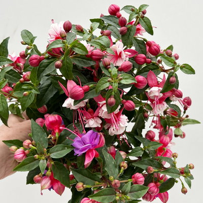 Fuchsien-Duo, bunt, Busch, Topf-Ø 14 cm, 4 Pflanzen