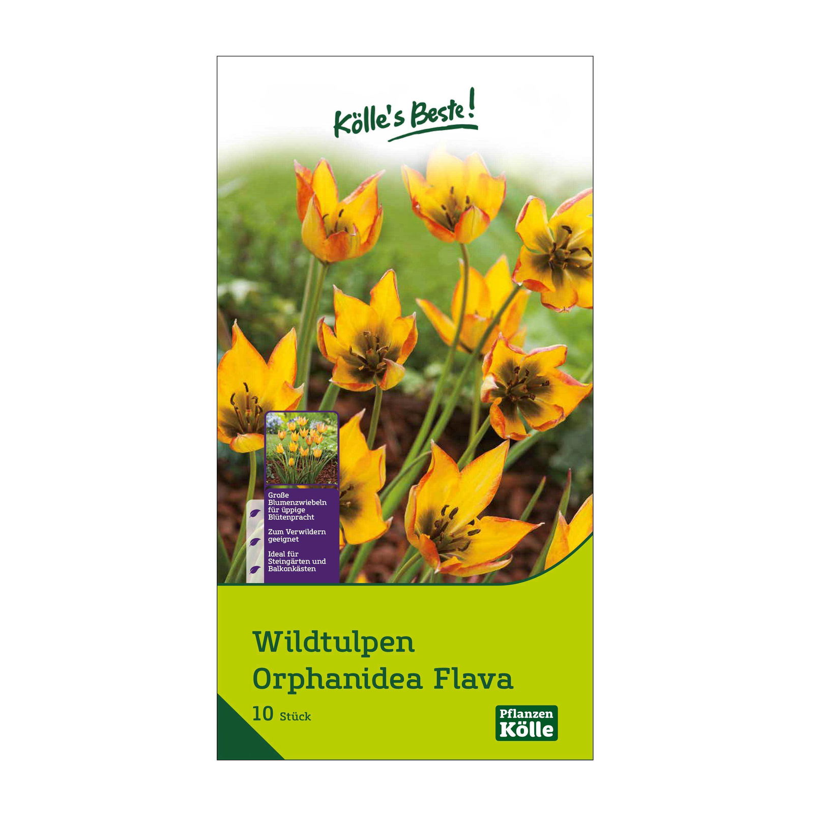 Wildtulpen 'Orphanidea Flava', gelb, 10 Blumenzwiebeln