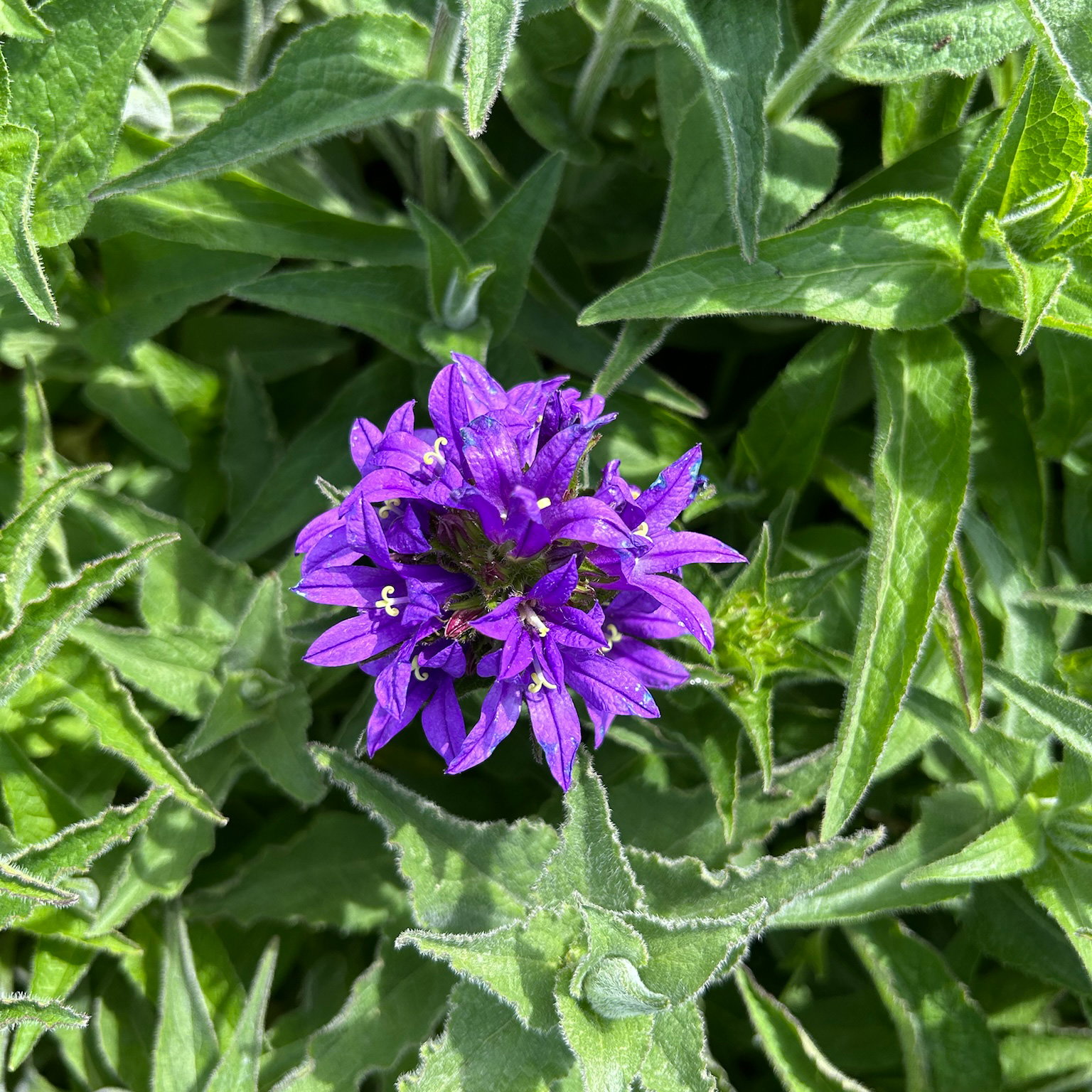 Bio Knäuel-Glockenblume 'Dahurica' violett, Topf 11x 11 cm, 3 Pflanzen Bio Knäuel-Glockenblume 'Dahurica' violett, Topf 11x 11 cm, 3 Pflanzen