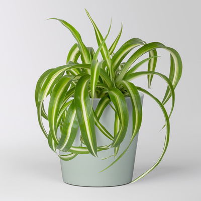 Grünlilie 'Bonnie' mit Keramiktopf Dallas gletscherblau, Topf-Ø 12 cm Grünlilie 'Bonnie' mit Keramiktopf Dallas gletscherblau, Topf-Ø 12 cm
