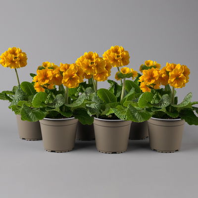 Hohe Schlüsselblume 'Inara® Orange', dunkelgelb/orange, Topf-Ø 13 cm, 6 Pflanzen Hohe Schlüsselblume 'Inara® Orange', dunkelgelb/orange, Topf-Ø 13 cm, 6 Pflanzen