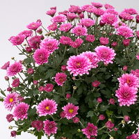 Chrysanthemen-Busch, lila-rosa-weiß, Topf-Ø 19 cm, 3er-Set