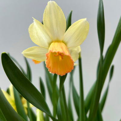 Narzisse cremeweiß-apricot, vorgetrieben, Topf-Ø 12 cm, 6 Pflanzen Narzisse cremeweiß-apricot, vorgetrieben, Topf-Ø 12 cm, 6 Pflanzen