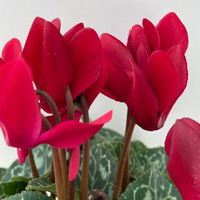 Grabbepflanzung Herbst rot-weiß, 12 Pflanzen