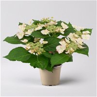 Hortensie macrophylla Hovaria® 'Love You Kiss'  rosa-rot, Topf-Ø 14 cm