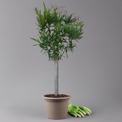 Oleander rosa, Stamm, Topf-Ø 22 cm, Höhe ca. 90 cm