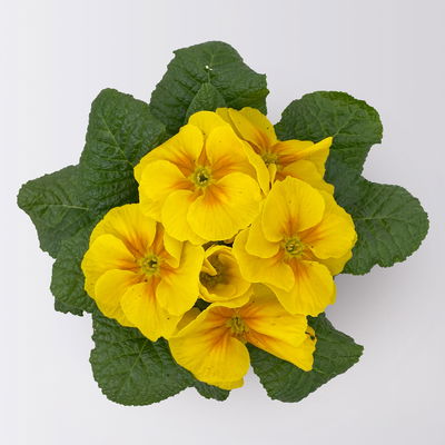 Pflanzenkreation Frühlingsduft, 12 Pflanzen inkl. Erde Pflanzenkreation Frühlingsduft, 12 Pflanzen inkl. Erde