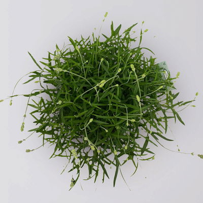 Lavendel 'Hidcote' blauviolett, Topf-Ø 19 cm, 2er-Set