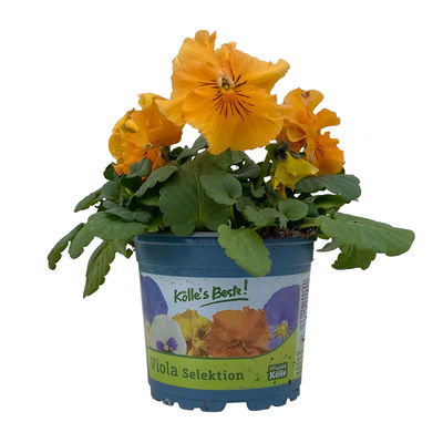 Stiefmütterchen Cats®, orange, Topf-Ø 13 cm, 6 Pflanzen
