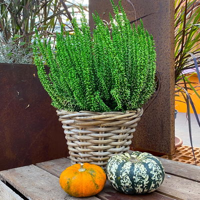 Knospenheide'Picasso', grün gefärbt, Topf-Ø 12 cm, 6 Pflanzen Knospenheide'Picasso', grün gefärbt, Topf-Ø 12 cm, 6 Pflanzen