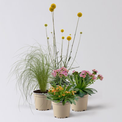 Pflanzenkreation Trockenzauberer, klein, 4 Pflanzen