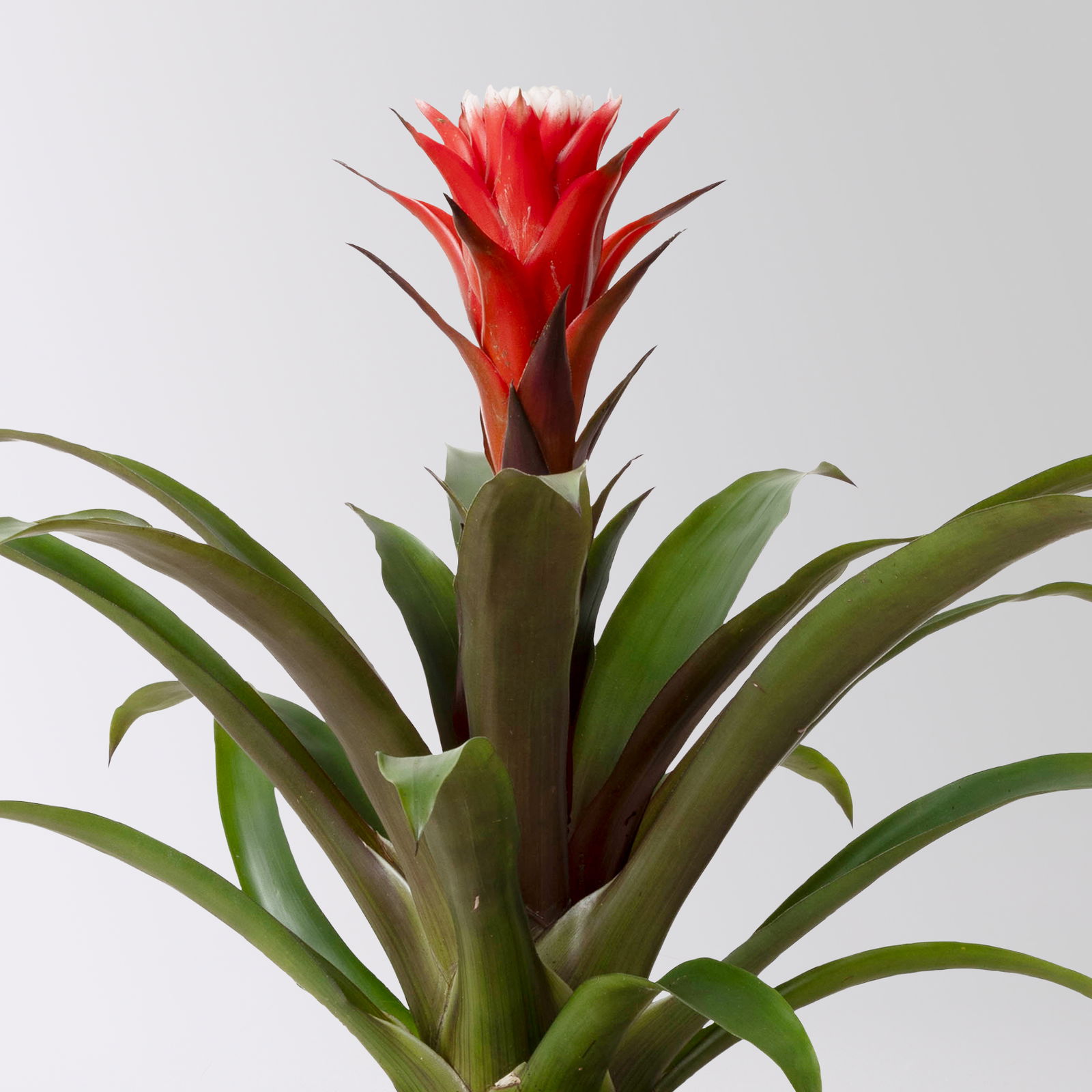 Guzmania 'Hope', rot-weiß, Topf-Ø 13 cm, Höhe ca. 45 cm