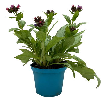 Bio Lungenkraut 'Silver Bouquet', rosa-blau, Topf-Ø 12 cm, 3 Pflanzen Bio Lungenkraut 'Silver Bouquet', rosa-blau, Topf-Ø 12 cm, 3 Pflanzen